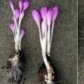 Colchicum autumnale
